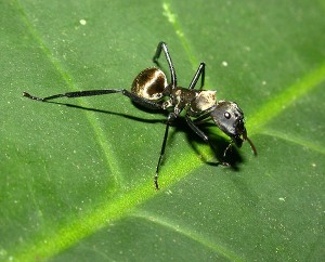 Camponotus (Myrmepomis) sericeiventris mbaracayu 1.jpg