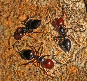 824px-Formicidae_-_Crematogaster_scutellaris.JPG