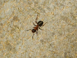 800px-Grosse-kerbameise2.jpg