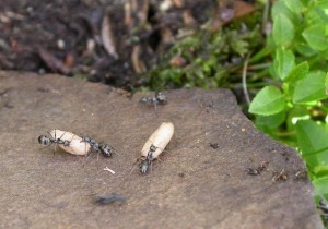 Formica_lemani_(Ants_on_Ilkley_Moor)_-_geograph.org.uk_-_874522.jpg