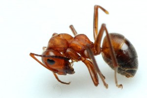 800px-Formica_truncorum_dead_worker.JPG