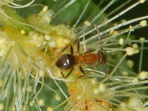 799px-Formicidae_-_Lasius_emarginatus.JPG