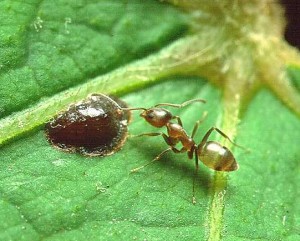 Linepithema_Argentine_ant.jpg