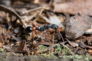 800px-Unidentified_Myrmecia_5592.jpg