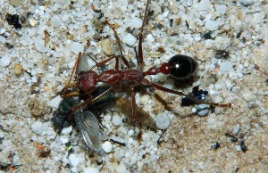 Myrmecia pavida mit Fliege.jpg