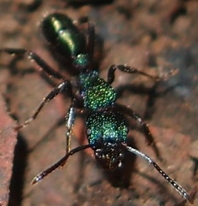 Rhytidoponera_metallica_ants_cropped.jpg