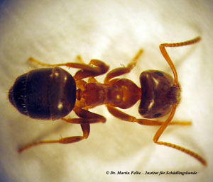 Braune-Wegameise-Lasius-brunneus