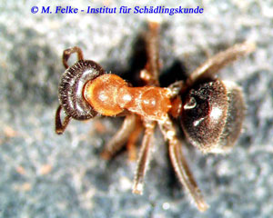 Zweifarbige-Wegameise-Lasius-emarginatus