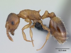 796px-Temnothorax_nylanderi_casent0178771_profile_1.jpg