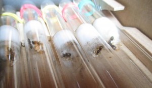 Lasius flavus.jpg
