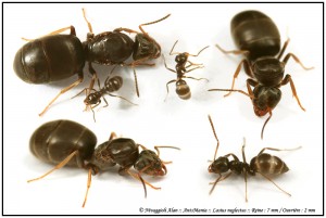 lasius-neglectus.jpg