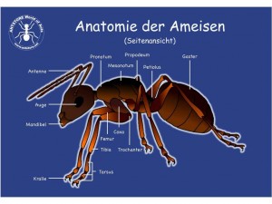 poster_anatomie_der_ameisen_-_seitenansicht_-_70x50.jpg