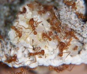 100_5277.JPG