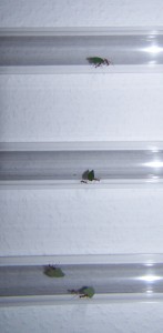 100_5963.JPG