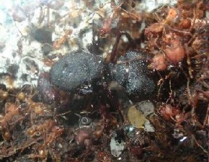 Hier eine der wenigen Aufnahmen der Atta sexdens-Gyne. Ich habe sie damals rein zufällig entdeckt, es war Nacht und sie spazierte gemütlich über die Pilzkultur...