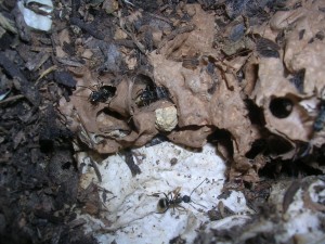 Das Kartonnest einer Polyrhachis dives Kolonie. Das waren wirklich lustige Zeitgenossen!