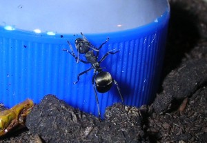 Richtig, bei Polyrhachis dives wurde viel Wasser getrunken, alleine schon wegen der Nestbefeuchtung.