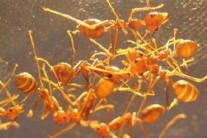 Das war auch mal eine besondere Erfahrung. Oecophylla smaragdina sind imposante Tiere, sehr wiff und flink. Allerdings bekam ich eine Kolonie mit einer Gyne, deren meisten Beine fehlten, am Rücken lag, und daher nicht lange lebte. Da hatte ich wohl &quot;die Katze im Sack&quot; gekauft - die Kolonie kam in einem Blattnest ohne Einsicht.