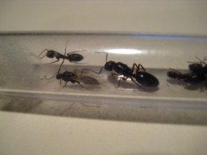 Camponotus fallax, meine Wegbegleiter seit einigen Jahren. Natürlich musste ich sie mir mal genauer anschauen und hatte sie für einige Zeit in Haltung.