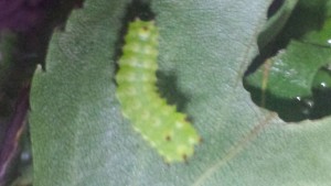 Die einzigste Actias luna Raupe die Fotogen ist :D