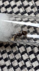 Lasius niger Königin mit paar Arbeiterinnen + Eier