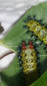Hyalophora cecropia L3 auf Birke