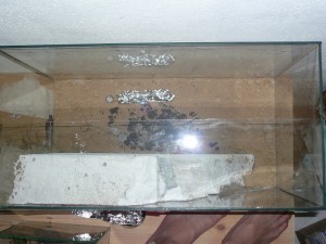 P1140037.JPG (191.41 KiB) 2191 mal betrachtet RG in der Arena