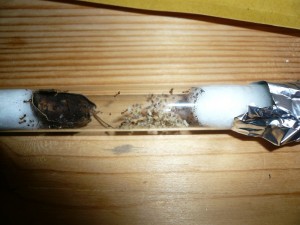 P1130968.JPG (161.32 KiB) 2191 mal betrachtet So sahen sie nach der Ankunft aus