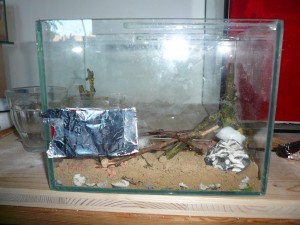 P1140003.JPG (192.57 KiB) 2191 mal betrachtet und von der Seite (hinter der Alufolie ist ein Objektträgernest von Antstore)