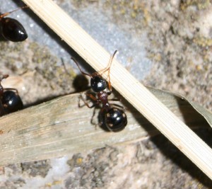 Dolichoderus quadropunctatus