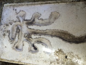 Camponutus