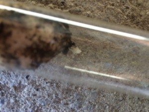 Lasius