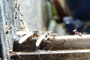 Schwarmflug - Lasius cf. brunneus?