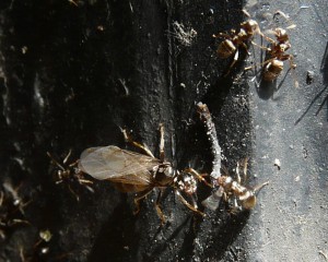 Schwarmflug - Lasius cf. brunneus?