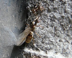 Schwarmflug - Lasius cf. brunneus