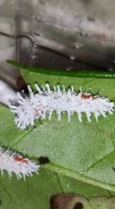 Attacus atlas L2 Raupe