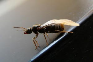 Lasius cf. brunneus ?