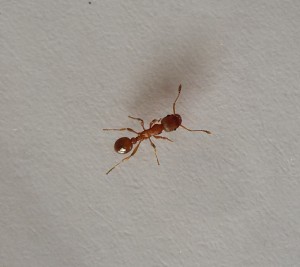 Und hier eine Arbeiterin, die in der Nähe der Königin heriumlief. Sie ist 4mm groß.