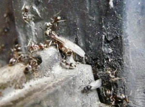 Lasius cf. brunneus