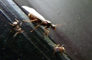 Lasius cf. brunneus