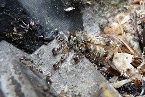 Lasius cf. brunneus