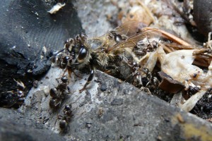 Lasius cf. brunneus