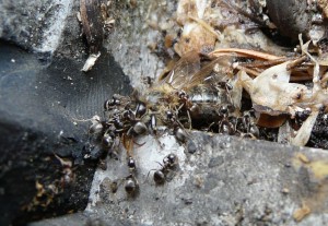 Lasius cf. brunneus