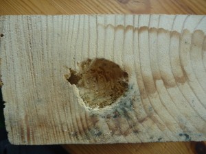 Das Holznest war ursprünglich zum Gründen gedacht, die Königin ist mir dann aber wegen einem blöden Fehler abgehauen.