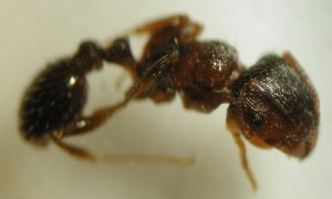 Myrmica