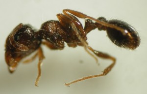 Myrmica