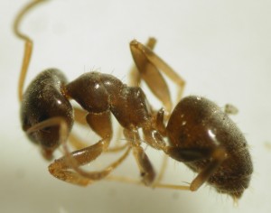 Lasius spec. ?