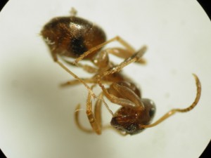 Lasius spec. ?