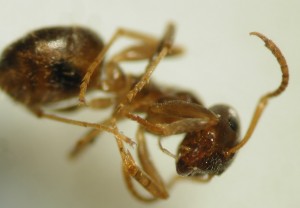 Lasius spec. ?