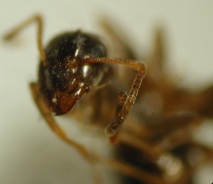 Lasius spec. ?